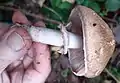 Agaricus sp. in deadhedge by main pond