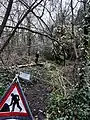 Large cherry tree, hazels cut after falling and lodging in other trees after Storm Franklin