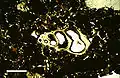 Thin section in plane-polarized light of microscopic gastropod shell, from Holocene lagoonal sediment of Rice Bay, San Salvador Island, Bahamas. Scale bar 500&nbsp;µm.