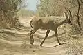 Roan antelope