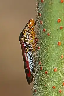 Adult
