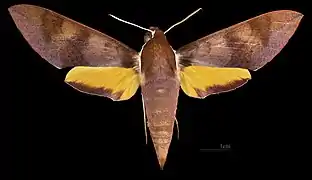 Female dorsal