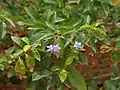 Duranta erecta in  Hyderabad, India.