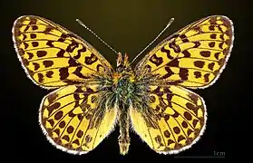 Dorsal side