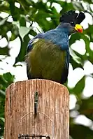 captive specimen at Sedgwick County Zoo, Kansas
