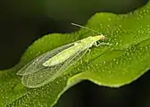 Chrysoperla rufilabris  (Chrysopini)