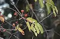 Dry fruit, winter