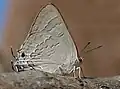 Deudorix isocrates in Bhuvanagiri, Andhra Pradesh, India
