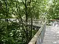 Canopy walkway through the forest (elevation 10–24 m / 33–79 ft)