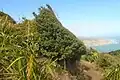 A windswept Hall's tōtara (Podocarpus laetus) on the slopes of Te Rau-o-te-Huia / Mount Donald McLean
