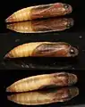 Chrysalis