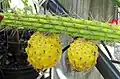 Fruit