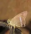 Adult