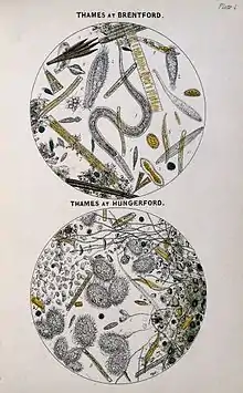 Microbes in the Thames at Brentford and Hungerford. Arthur Hill Hassall, 1850