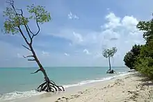 Mangrove trees, East side
