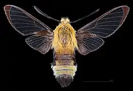 Male dorsal