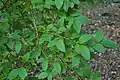 Foliage