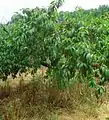 Peaches at Hillview Farms.