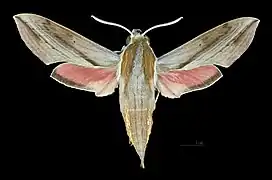Male dorsal view