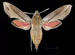 Female dorsal view