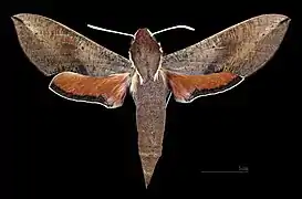 Female dorsal