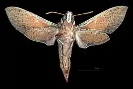 Female ventral