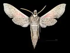 Male ventral