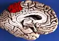 Medial surface of left cerebral hemisphere. (Precuneus colored in red.)