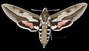 Hyles annei  ♀