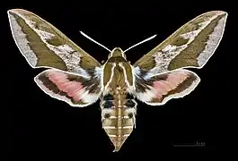 Female