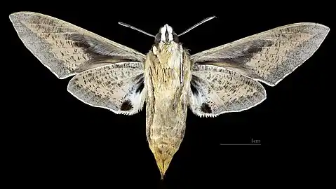 Female ventral