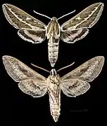 Hyles livornicoides