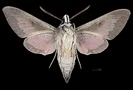 Male ventral