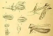 Botanical illustration of Hymenorchis javanica