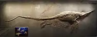 Fossil Stenopterygius crassicostatus with embryo