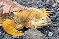 Galapagos Yellow Land Iguana living at the Charles Darwin Research Station
