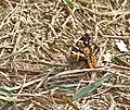 At Samsing in Darjeeling district of West Bengal, India