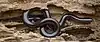 Brahminy blindsnake (Indotyphlops braminus))