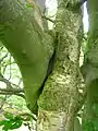 Very rare inosculated Beech and Birch in the Giffordland Glen