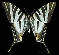 Female