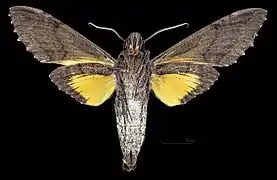Male ventral