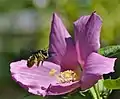 In Jardins des Martels, France