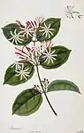 Jasminum; Akar Benang; Pokok Akar Banang (William Farquhar Collection, 1819–1823)