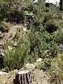 some of the trenches