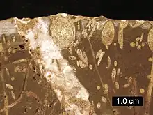 Cross-section of a Jurassic rockground; borings include Gastrochaenolites (some with boring bivalves in place) and Trypanites; Mendip Hills, England; scale bar = 1&nbsp;cm.