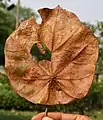 Dry leaf  in  Kolkata, West Bengal, India.