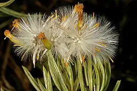 Fruiting flower heads