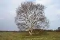 Knettishall Heath