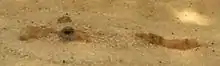 Tetraodon miurus wallow in the substrate