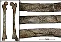 Burial 11 - Perimortem fracture of femur